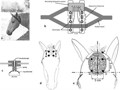 An Ambulatory Electroencephalography System for Freely Moving Horses: An Innovating Approach